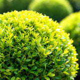 Green boutiQ – Buchsbaumkugel – BetterBuxus Skylight – Resistent gegen Buchsbaumkrankheiten – 2 Pflanzen – Topf 23cm Kugel 25cm