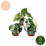 Baby Alocasia Tricolour Variegata avec cache-pots cuivre - lot de 3 mini plantes