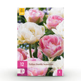 Green boutiQ - Blumenzwiebeln - Tulpe Double Sensation - Farbe Weiß und Rosa - 12 Stück - Zwiebelgröße 11/12 - XXL Pack