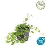 Petite pervenche en godet - Vinca minor - H 10-25 cm, pot Ø9 cm - photo 4