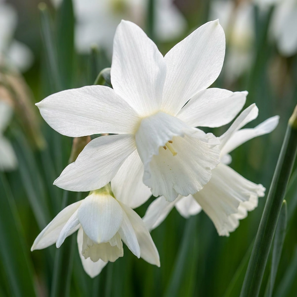 Narcisse botanique blanc en mélange - calibre 10/12