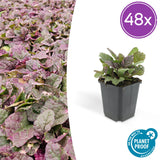 Bugle rampante Burgundy Glow en godet - Ajuga reptans - H 10-25 cm, pot Ø9 cm