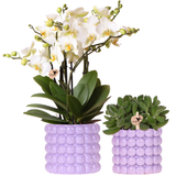 Kolibri Orchids | Pflanzenset Poppy Lila | Weiße Lausanne Orchidee 12 cm + grüne Pflanze 9 cm inkl. Ziertöpfe – frisch vom Züchter