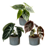Baby Alocasia Tricolour avec cache-pots Linnea bleu brume - lot de 3 mini plantes
