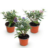 Green boutiQ - Gartenpflanze - Buddleja davidii Butterfly Candy Little Tricolour - Sommerflieder - Kompakt - Rosa-Weiß-Lila - 3 Pflanzen - Topf 12cm - Höhe 20-25cm