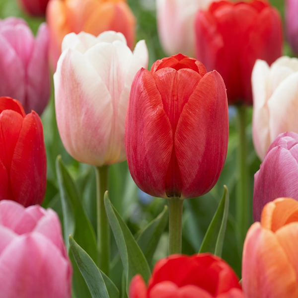 Tulipe Glowing with pride en mélange