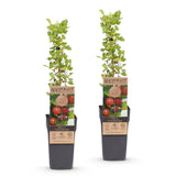 Groseillier à maquereau rouge Hinnonmäki Röd - Ribes uva-crispa - 2 plants - H 50 cm, pot Ø15 cm