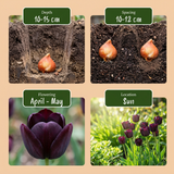 Tulipe triomphe violet foncé