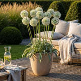 Green boutiQ - Blumenzwiebeln - Allium Mount Everest - Farbe Weiß - 3 Stück - Zwiebelgröße 16/18 - XXL Pack