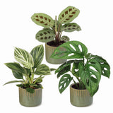 Baby plantes surprise avec cache-pots Linnea olive - lot de 3 mini plantes tropicales