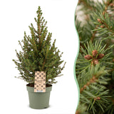 Épicéa nain de l'Alberta Conica - Sapin de Noël vivant - photo 5