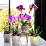Kolibri Orchids | Violett-rosa Phalaenopsis-Orchidee Topfgröße Ø9cm | Frederikstad | blühende Zimmerpflanze - frisch vom Züchter