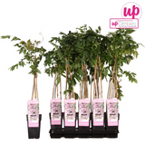 Wisteria floribunda 'Rosea' - Rosa Glyzinie - Ø15cm - ↕65cm
