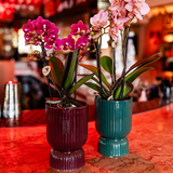 Orchidée Phalaenopsis violette Blossom Chamonix avec cache-pot Diabolo rouge foncé à réserve d'eau - H 45 cm, pot Ø9 cm