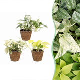 Pothos tricolore avec paniers - Epipremnum - lot de 3