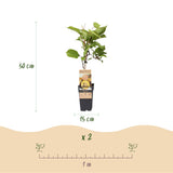 Green boutiQ - Fruitpflanze - Grüne & Gelbe Kiwi - Actinidia deliciosa Jenny & Golden Kiwi - 2 Pflanzen - Topf 15cm Höhe 50cm