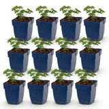 Géranium sanguin blanc Album - 12 plants - H 15-25 cm, pot Ø11 cm