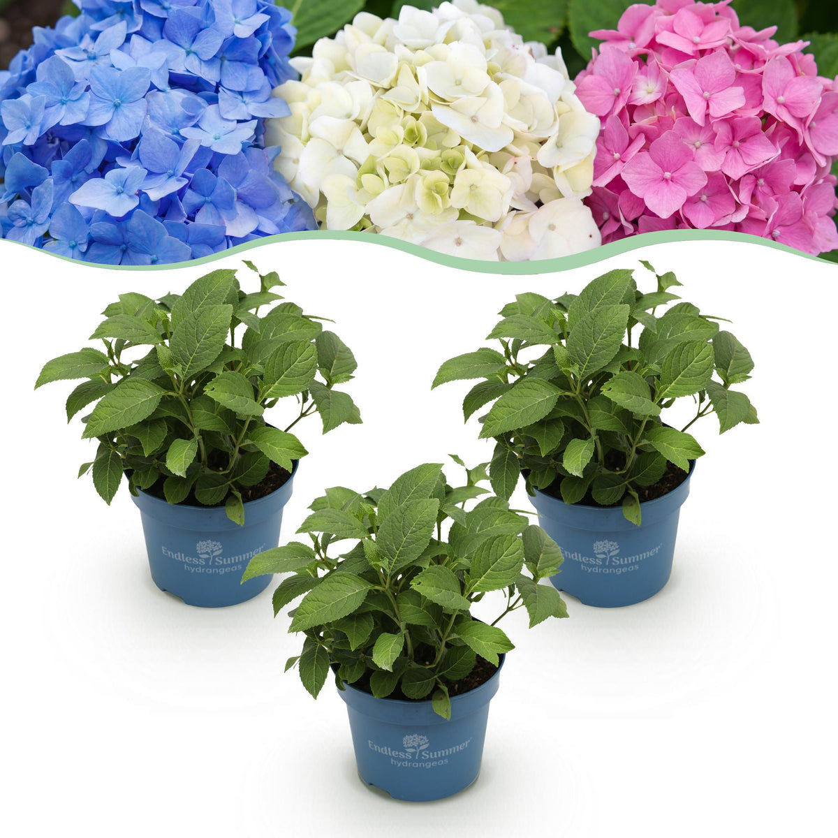 Green boutiQ - Gartenpflanze - Hortensie Endless Summer Blue - Pink - White - Winterhart - Blau - Rosa - Weiß - 3 Pflanzen - Topf 14cm - Höhe 20-25cm