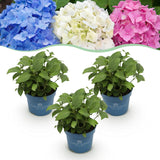 Green boutiQ - Gartenpflanze - Hortensie Endless Summer Blue - Pink - White - Winterhart - Blau - Rosa - Weiß - 3 Pflanzen - Topf 14cm - Höhe 20-25cm