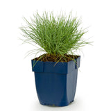 Fétuque bleue - H 15-25 cm, pot Ø11 cm