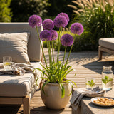 Green boutiQ - Blumenzwiebeln - Allium Purple Sensation - Farbe Lila - 15 Stück - Zwiebelgröße 10/12 - XXL Pack