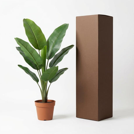 Philodendron Jungle King H45cm