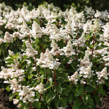 Green boutiQ - Gartenpflanze - Hydrangea paniculata Living Infinity - Rispenhortensie - Winterhart - Weiß - 1 Pflanze - Topf 12cm - Höhe 20-30cm