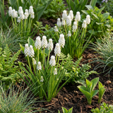 Muscari blanc White Magic