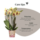 Orchidée Phalaenopsis jaune et rouge Diamond Uruguay - H 35 cm, pot Ø9 cm