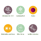 Green boutiQ - Terrassenpflanze - Japanischer Ahorn - Acer palmatum Skeeters Broom - Violett - 2 Pflanzen - Laubabwerfend - Topf 19cm Höhe 70cm