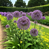 Green boutiQ - Blumenzwiebeln - Allium Christophii - Farbe Lila - 15 Stück - Zwiebelgröße 10/2 - XXL Pack