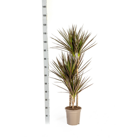 Dracaena Marginata Magenta