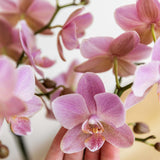Kolibri Orchids | Altrosa Phalaenopsis Orchidee - Jewel Treviso - Topfgröße Ø9cm | blühende Zimmerpflanze - frisch vom Züchter