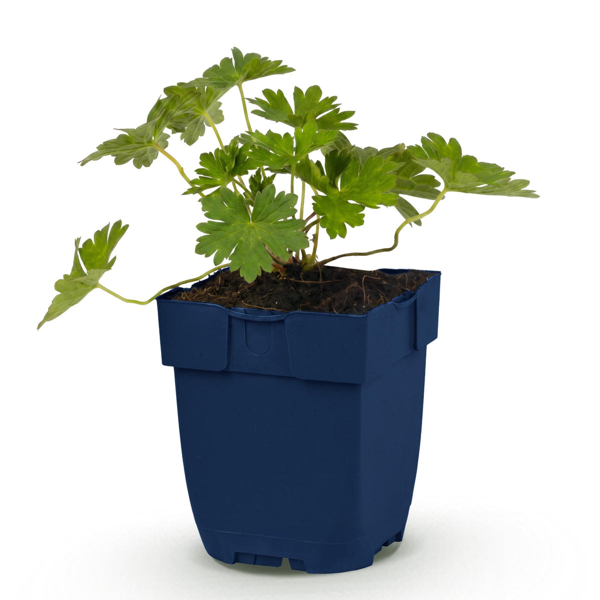 Géranium vivace Rozanne - H 15-25 cm, pot Ø11 cm - photo 14