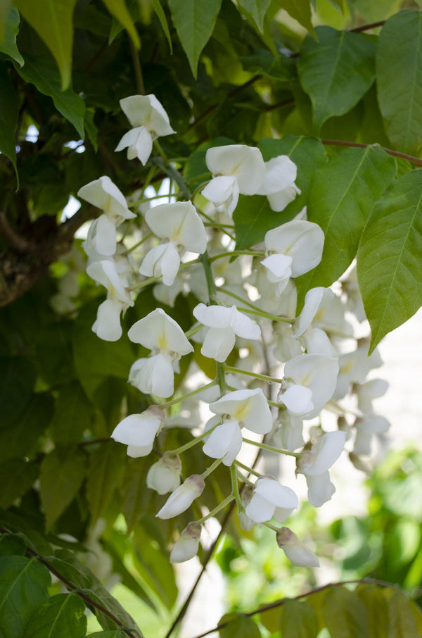 Glycine du Japon Longissima Alba - Glycine blanche - 2 plants