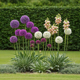 Green boutiQ - Blumenzwiebeln - Blumengarten Allium-Mix - Verschiedene Farben - 80 Stück - Geschenkverpackung