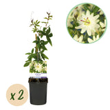 Green boutiQ - Passionsblume - Passiflora Avalanche - Blume Weiß - Pflegeleicht - 2 Pflanzen - Topf 11cm Höhe 40cm