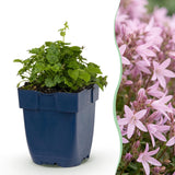 Campanule des murs Lisduggan Variety - 12 plants - H 15-25 cm, pot Ø11 cm