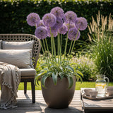 Green boutiQ - Blumenzwiebeln - Allium Gladiator - Farbe Lila - 5 Stück - Knollengröße 16/18 - XXL Pack