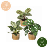 Baby plantes surprise avec cache-pots Linnea miel - lot de 3 mini plantes tropicales