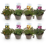 Green boutiQ - Bodendecker - Winterhart - Delosperma Jewel of Dessert - 8 Pflanzen - Farben Rot - Orange - Lila - Rosa - Wenig Pflege - Topf 14 Höhe 17