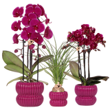 Orchidées violettes et Beaucarnea avec cache-pots Horizon violets - lot de 3 - pots Ø6 à Ø12 cm