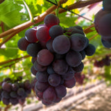 Green boutiQ - Obstpflanze - Violette Traube - Vitis vinifera Vanessa - Kernlos - 2 Pflanzen - Topf 15cm Höhe 50cm