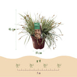 Green boutiQ - Ziergräser - Carex oshimensis Everest - Weiß und Grün - 2 Pflanzen - Immergrün - Pflegeleicht - Topf 17cm Höhe 50cm