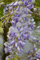 Wisteria sinensis Caroline - Blauregen - Ø15cm - ↕65cm