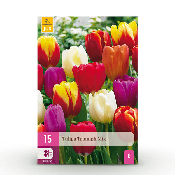 Green boutiQ - Blumenzwiebeln - Tulpen Triumph-Mischung - Verschiedene Farben - 15 Stück - Zwiebelgröße 11/12 - XXL Pack