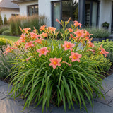 Hémérocalle Pink Damask - H 15-25 cm, pot Ø11 cm - photo 6