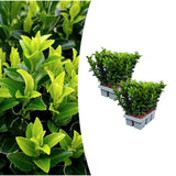Fusain du Japon Green Spire en mini-pot - Euonymus japonicus - H 15 cm, pot Ø7 cm - photo 6