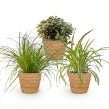Green boutiQ - Zimmerpflanze - Zyperngras - Calissia - Grünlilie - 3er-Mix - Tierfreundliche Pflanzen - Grün - 3 Pflanzen - mit Korb - Topf 12cm - Höhe 20cm