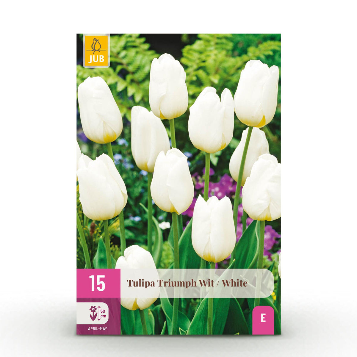 Green boutiQ - Blumenzwiebeln - Tulpe Triumph White - Farbe Weiß - 15 Stück - Zwiebelgröße 11/12 - XXL-Packung